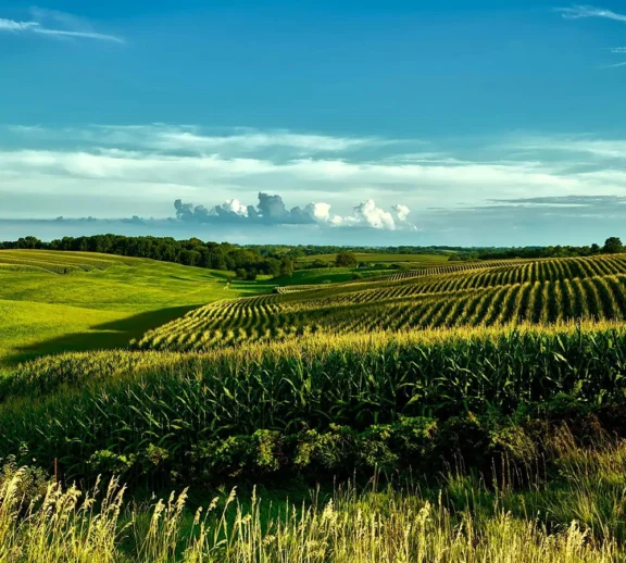 TanGrainHub coordinates the distribution of agricultural produce to processors, wholesalers, retailers, institutions, and export markets. Our distribution services help ensure that buyers receive the required quantity and quality of produce within an agreed delivery period.