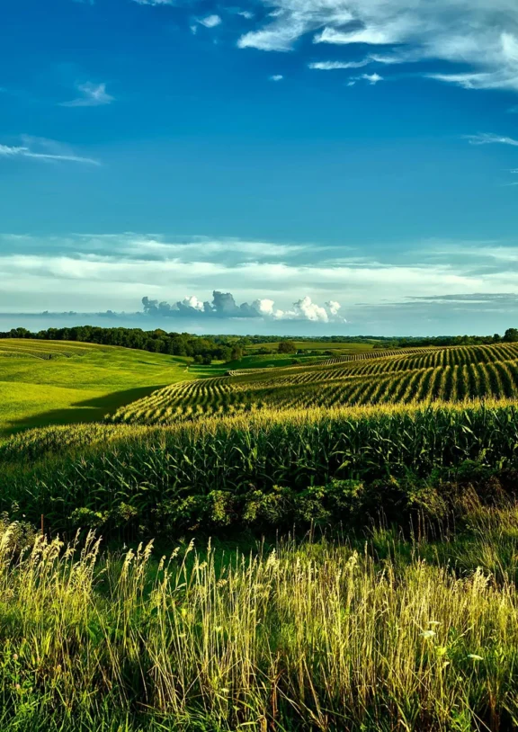TanGrainHub coordinates the distribution of agricultural produce to processors, wholesalers, retailers, institutions, and export markets. Our distribution services help ensure that buyers receive the required quantity and quality of produce within an agreed delivery period.