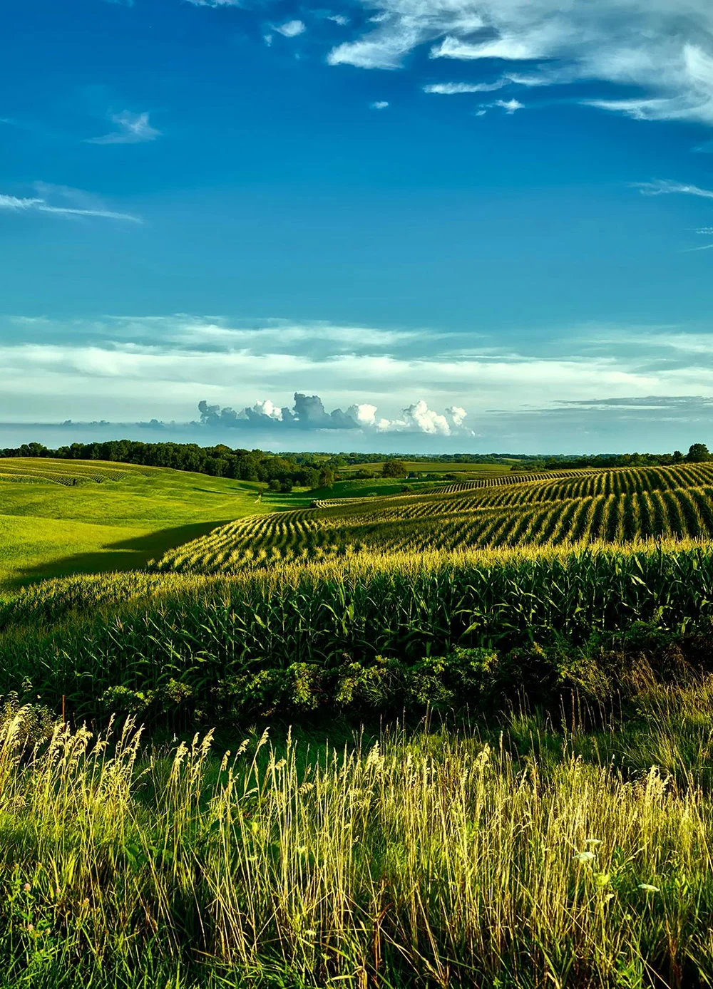 TanGrainHub coordinates the distribution of agricultural produce to processors, wholesalers, retailers, institutions, and export markets. Our distribution services help ensure that buyers receive the required quantity and quality of produce within an agreed delivery period.